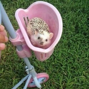 Meet your Posher, Sarah